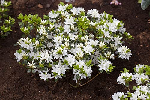 Rhododendron obtusum 'Kermesina Alba' 15–20 cm – Winterhart, Immergrün, Pflegeleicht – Azalee – Zierstrauch für Beet & Kübel
