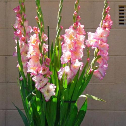 GladiolenZwiebelnWinterhartMehrjährig-winterhartePflanzenfür garten topf,gartenpflanzen,dekoration wohnzimmer hochbeete für garten 20pcs