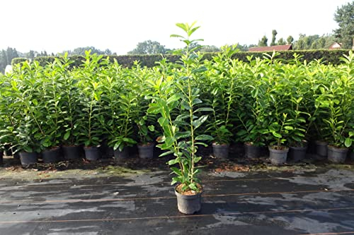 10st. Kirschlorbeer Novita 120-150cm XXL Mehrtriebig reine Pflanzenhöhe Heckenpflanzen Prunus laurocerasus Lorbeer Gartenhecke Sichtschutz Kirschlorbeerhecke