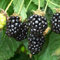 Blackberry Seeds, 200Pcs Blackberry Seeds para plantar semillas para plantar verduras y frutas, Sweet Non GMO Delicious Fruit Seeds Home Garden Hydroponic Seeds Semillas de mora #