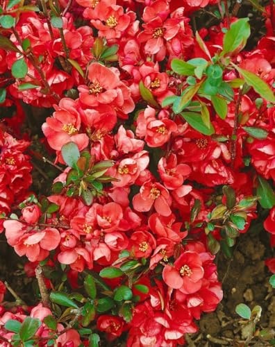 Chaenomeles 'Hollandia' 40-60 cm – Winterhart, Mehrjährig, Pflegeleicht – Zierquitte – Heckenpflanze für Garten & Rabatte