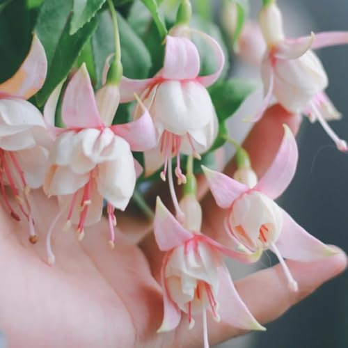Fuchsien Hängend, blumensamen balkongewächshäuser exotische wildblumensamen stauden winterhart mehrjährig 300Samen
