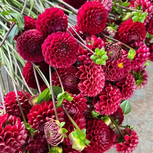 dalia di balcone semi di decorazione bonsái riverdimento tetti primavera scalapante scalapanti decorativi 125pcs