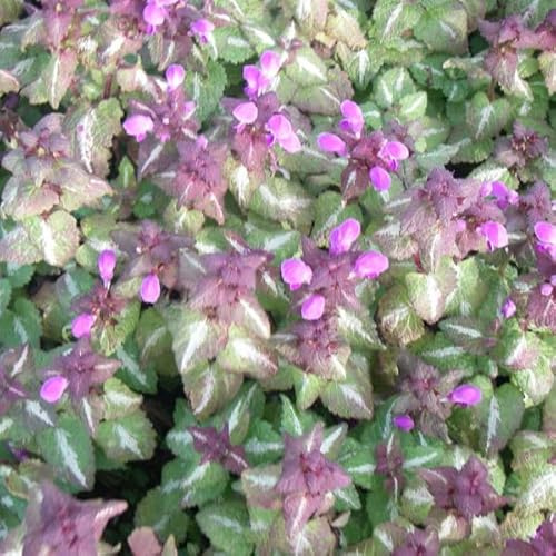 6 x Gefleckte Taubnessel 'Roseum' - Lamium Maculatum Topf 9x9cm: Rosafarbene Blüten, robust, bodendeckend.