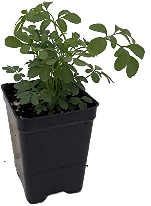 DECOALIVE Planta Protección del Hogar Ruda Planta Natural Ruta Graveolens