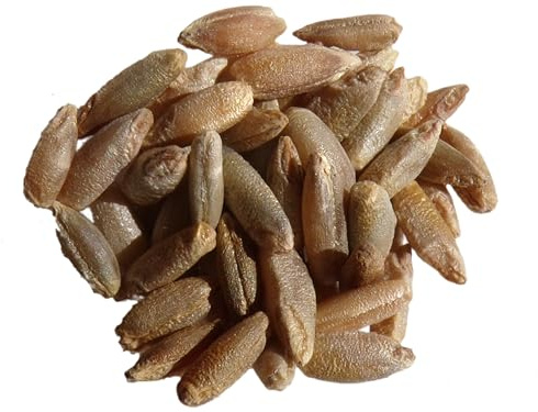 Seigle Bio - Secale Cereale L. (Engrais Vert) SEM06 (Variété : Protec/ego (80/20) - 250 grammes)
