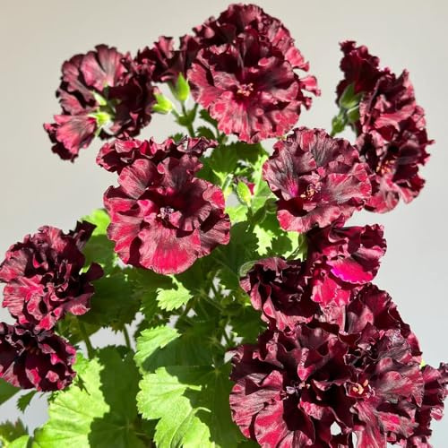 semi di geranio resistenti, pelargonium resistenti all'esterno da aiuola rialzata di recisi ornamentali decorazione rare, 55pcs