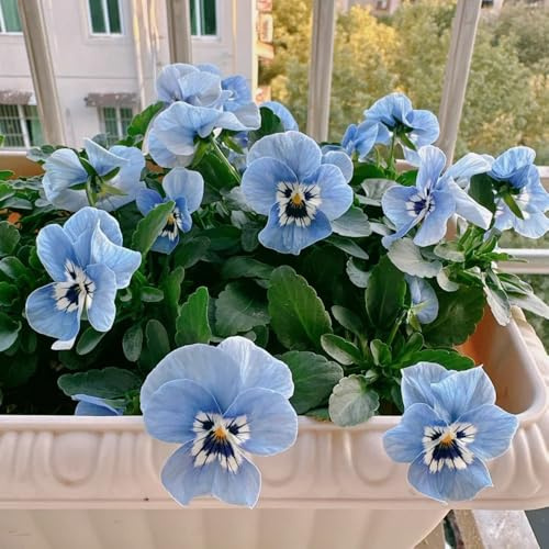 Semi di viola cornuta resistenti, balcone Viola cornuta, giardino, sono perenni resistenti esotici, 600pcs