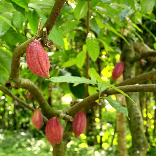 semi cacao Theobroma cacao scalapante semi decorativi di decorazioni biologiche giardino per esterni resistenti 30pcs