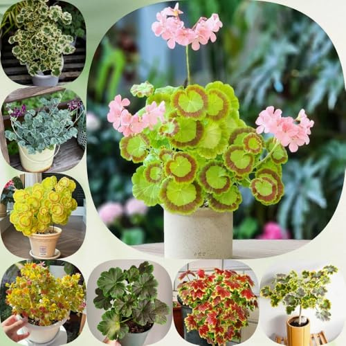 Geranien, alte sorten bio bodendecker wildblumensamen blumensamen gastgeschenk steingartenpflanzen winterhart seltene für sonnige plätze zimmerpflanzen exotische geschenke für 750Samen