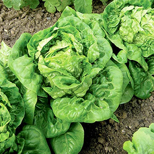 Suttons Organic Lettuce Little Gem Seeds, Approx. 440 Seeds Per Pack, Grow Your Own Veg, Ideal for