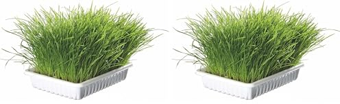 Trixie Hierba Gatos con Bandeja, 100 g (Paquete de 2)