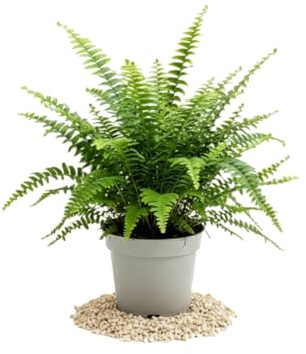 Helecho de Boston Nephrolepis Exaltata DECOALIVE - Helecho Vivo para Interior con Maceta de 14 cm de Diámetro y Altura 35 cm