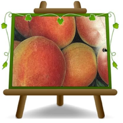 EURO PLANTS VIVAI Albicocco Cafona pianta da frutto su vaso 22~24 cm Altezza 180-200 cm - Età 4 anni