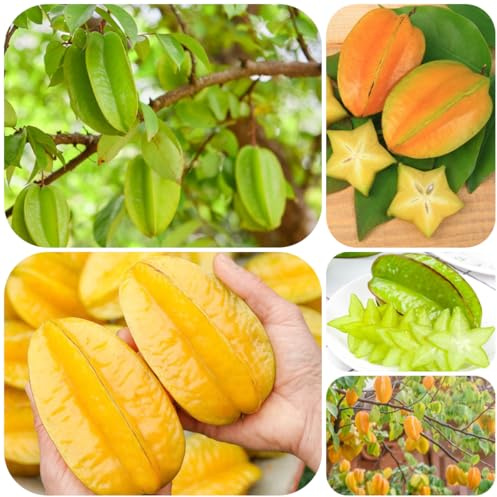 semi di carambola - vecchie varietà Averrhoa carambola - colonnari giardino di balcone esotiche per il giardino semi regali 150pcs