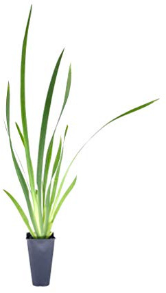 African Iris White - 10 Live Plants - Dietes Iridioides - Drought Tolerant Groundcover Grass