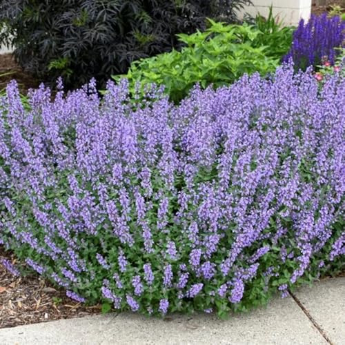 Katzenminze Kaufen, seltene Nepeta cataria, Minze, kräutergarten geschenk stauden winterhart mehrjährig küchenkräuter heilkräuter geschenke 1000Samen