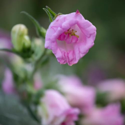 semi di campanula campanula - giardino, roccioso resistenti biologici per aiuola rare, decorazione del soggiorno selvatici 130pcs