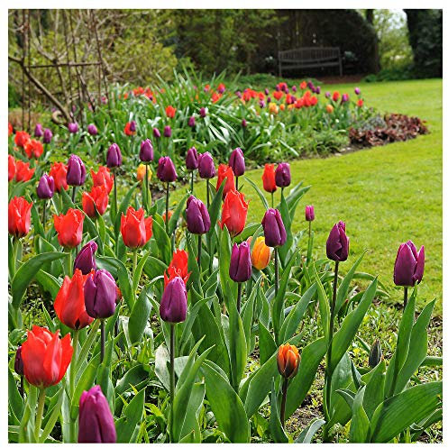 Plant & Bloom Tulpenzwiebeln aus Holland, 20 Zwiebeln - Tulpe 'Triumph' Gemischte Farben - Einfach zu züchten - Für den Herbst Pflanzen - Top Qualität - Blüten in Gelbe, Rosa, Rot