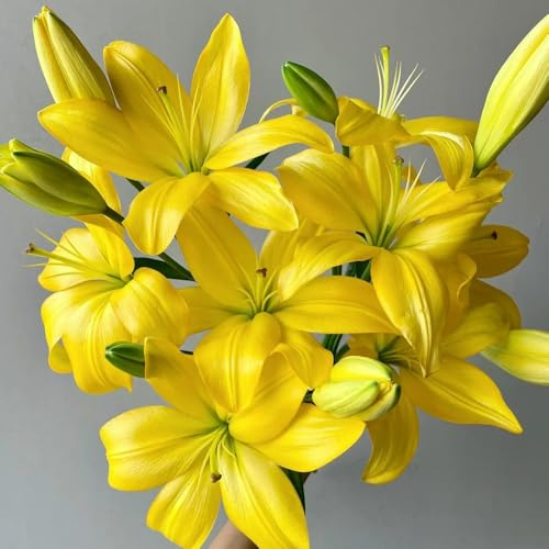 Bulbos de lirio resistentes - silvestres Decoración sala estar moderna, jardín, perennes, 4pcs