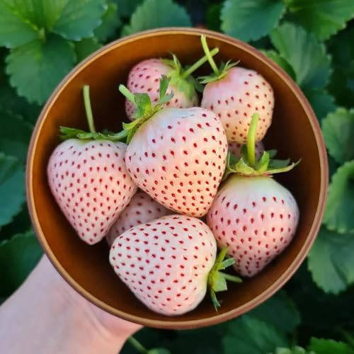 300samen erdbeeren - exotische pflanzensamen säulenobst gartenpflanzen winterhart mehrjährig, obstbäume garten erdbeerpflanzen, winterharte