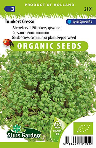 Berro común o llano, hierba de pimienta