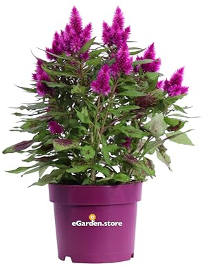 Pianta di Celosia Argentea Cristata o Plumosa pianta da fiore vari colori pianta da esterno pianta ornamentale pianta vera venduta da eGarden.store (Celosia Deep Purple v.12 cm)