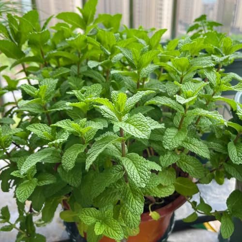 menta marroquí - balcón de oficina silvestres jardín de interior jardín semillas 500pcs