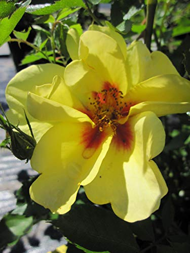 Baumschule Pflanzenvielfalt Rosa Eyeconic® - Bodendecker-Rose Eyeconic®