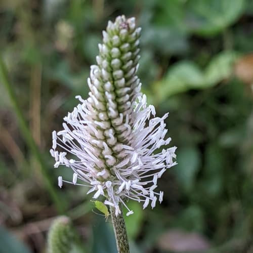 Welldales 50 British Ribwort Plantain Seeds Native Grassy Meadow Wildflower Tortoise Food Seed to Plant