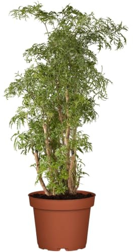 Polyscias 'Ming', Topf-Ø 24 cm, Höhe ca. 70-80 cm
