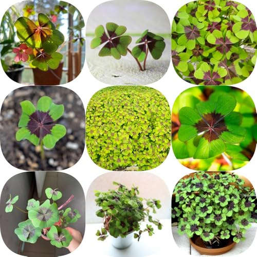 Semi di trifoglio fortunato, da balcone semi di da esterno resistenti vecchie varietà perenni decorazione giardino per esterni 500pcs