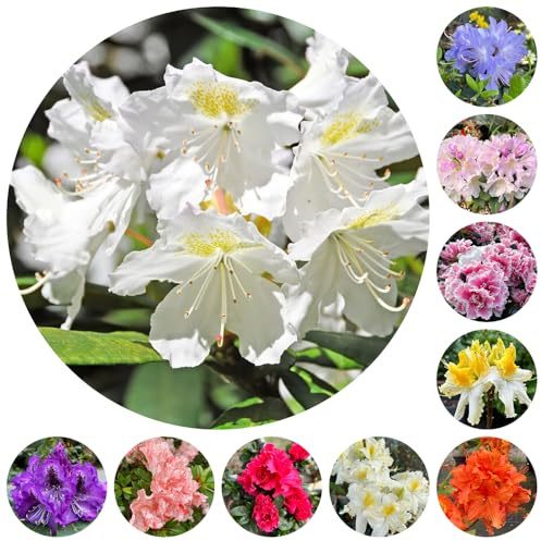 semillas de rododendro, azalea, resistentes cobertura del suelo en interior exóticas cama elevada jardín 75pcs