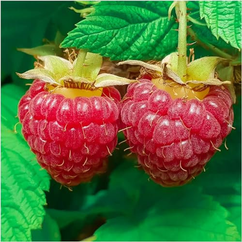 10 'Malling Promise' Red Raspberry Cane/Rubus Idaeus 'Malling Promise' 3fatpigs®