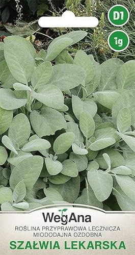 WegAna Semi di Salvia 1g, Semi di Erba Semi di Ortaggi Semi di Coltivazione per Serra Erbe da Giardino Erbe da Balcone Cucina
