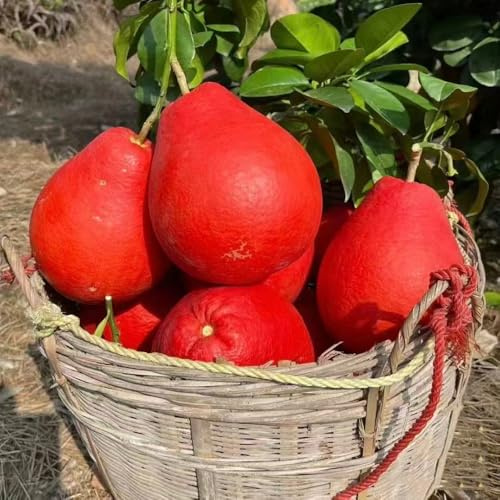 obstbäume samen, obst samen Zierbaum alte sorten, exotische pflanzen samen Kaufen Heilpflanzen stauden gartenpflanze bonsai baum samen obstbaum Pomelo-Fruchtsamen, zimmerpflanzen wenig 10pcs