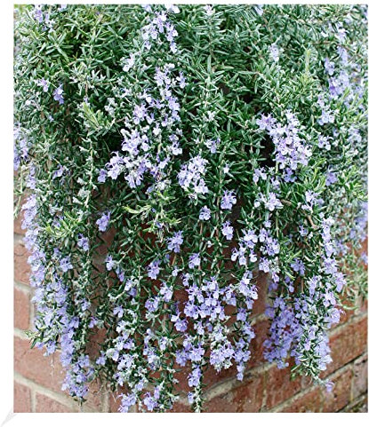 BALDUR Garten Hänge-Rosmarin 'Blue Cascade®', 1 Pflanze, winterharte Staude, mehrjährig, bienenfreundlich, pflegeleicht, für Standort in der Sonne geeignet, blühend, Rosmarinus officinalis