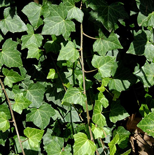 Großblättriger irischer Efeu 40-60cm - Hedera helix hibernica - lebende Gartenpflanze aus den Baumschulen