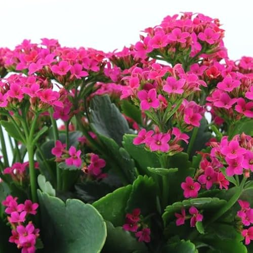 Kalanchoe la Planta Natural que Iluminará tus Celebraciones Navideñas