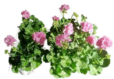 Geranios Flores Rosa | Set 6 Unidades |DECOALIVE |Plantas Vivas y Naturales