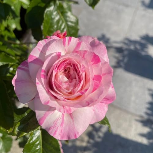 Rosas enanas raras, resistentes y tolerantes a la sequía/Un espectáculo floral impresionante, rosas de jardín prácticas y hermosas-1 PCS-B