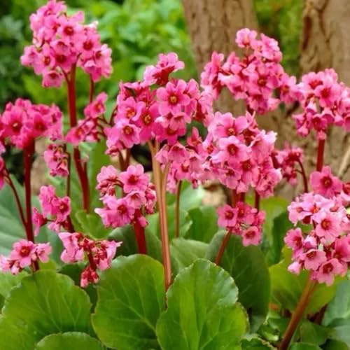 Semillas de Bergenia, resistentes al exterior. Bergenia cordifolia, resistentes para el jardín de balcon 300pcs