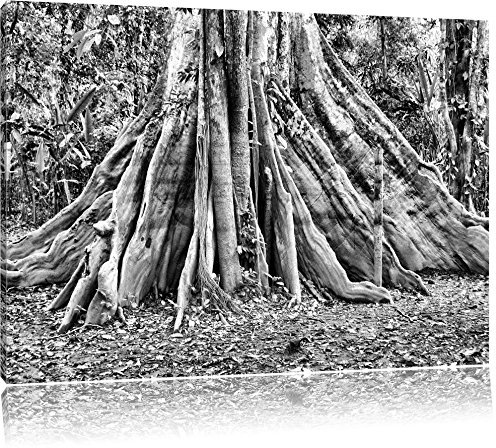 Pixxprint Mächtiger Urwald Baum, Größe: 60x40cm, Leinwandbild, fertig gespannt, Wandbild, Dekoration, Kunstdruck, kein Poster