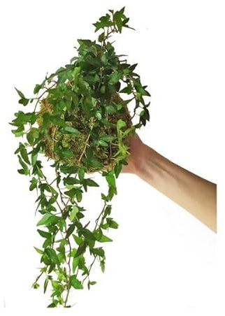 DECOALIVE Kokedama Hedera Helix - Planta de Hiedra - Planta Envuelta en Musgo