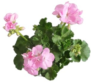 DECOALIVE Geranio Rosa – Planta Natural para Decoración de Jardín, Terraza y Balcón