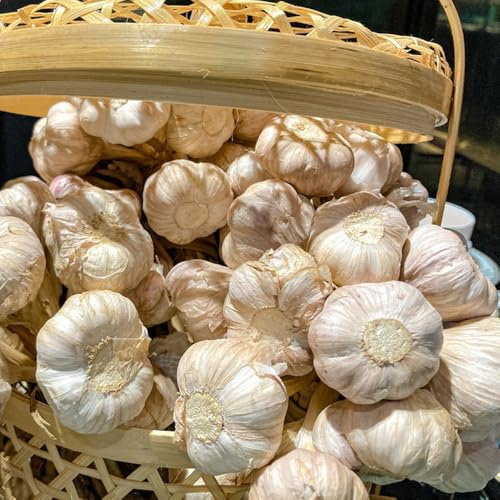semillas de ajo resistentes de silvestres, ajo para, interior de perennes 20pcs
