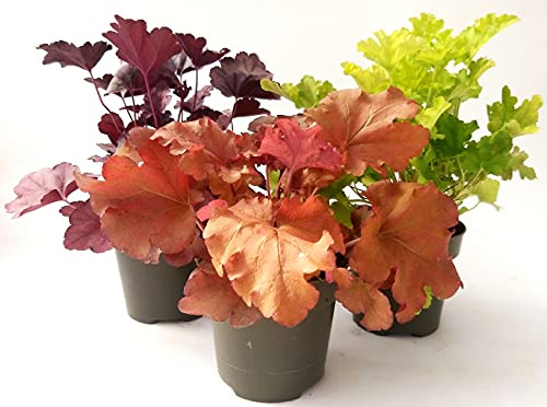 POWERS TO FLOWERS - HEUCHERA TRIS, LIME, ORANGE E PURPLE, 3 PIANTE, piante vere