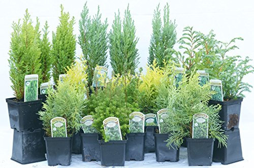 6 Mixed Dwarf Conifers in 9CM Pots Evergreen Borders