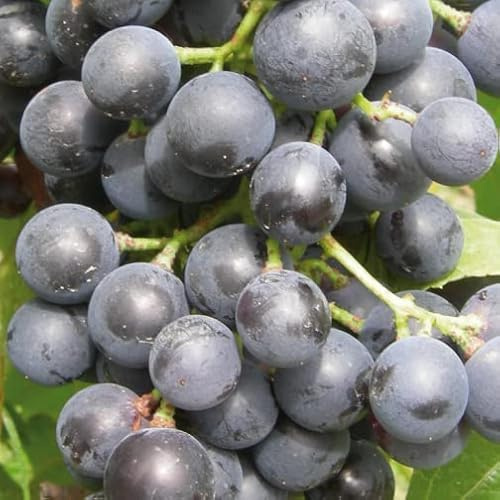 Muscat Bleu Weinstock 2L Pflanze für Anfänger und professionelle Gärtner - Ideal für Kleingarten, Garten - Schöne Pflanze mit ungewöhnlichen Blüten - Genießen Sie jeden Tag ihre Farben