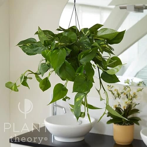 Plant Theory 80cm Devil’s Ivy Pothos Scindapsus Epipremnum Aureum Trailing Indoor Plant 15cm Hanging Pot